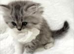 British longhair x Munchkin - British Shorthair Kitten For Sale - 