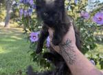 Astrid Dream Works Litter - Maine Coon Kitten For Sale - Doniphan&comma; MO&comma; US