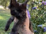 Violet Empyrean Litter - Maine Coon Kitten For Sale - Doniphan&comma; MO&comma; US