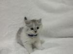 Jasper - British Shorthair Kitten For Sale - 
