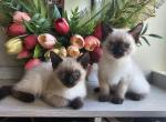 Siamese kittens - Siamese Kitten For Sale - Milwaukie&comma; OR&comma; US