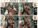 Taurus litter - Maine Coon Kitten For Sale - Va Bch&comma; VA&comma; US