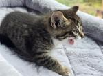 Looking for adopt - Domestic Kitten For Sale - 