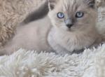 TICA REGISTERED Snowball female Ragdoll - Ragdoll Kitten For Sale - WA&comma; US