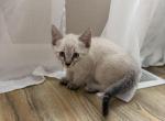 Batonchik - Siamese Kitten For Adoption - Fife&comma; WA&comma; US