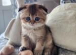 Scottish Ford Cinnamon RESERVED - Scottish Fold Kitten For Sale - 