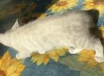 Snow Bengals - Bengal Kitten For Sale - MI&comma; US