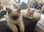 Minka kittens - Persian Kitten For Sale - Ellington&comma; CT&comma; US