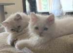 Minka kittens - Persian Kitten For Sale - CT&comma; US