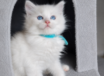 Ragdoll - Ragdoll Kitten For Sale - Encino&comma; CA&comma; US