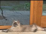 Bobby - Ragdoll Cat For Sale - Maclean&comma; VA&comma; US