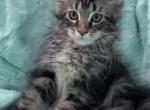 Girl V65 - Maine Coon Kitten For Sale - 