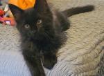 Mo black smoke male - Maine Coon Kitten For Sale - Milton&comma; PA&comma; US