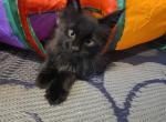 Mo black smoke male - Maine Coon Kitten For Sale - Milton&comma; PA&comma; US