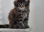 Sterlings kitten - Maine Coon Kitten For Sale - Gibsonville&comma; NC&comma; US