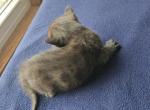 Melanistic Bengal Male Kitten - Bengal Kitten For Sale - MI&comma; US
