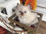 Mahi - Ragdoll Kitten For Sale - FL&comma; US