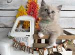 Minnow - Ragdoll Kitten For Sale - FL&comma; US