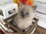 Guppy - Ragdoll Kitten For Sale - FL&comma; US