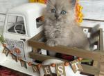 Koi - Ragdoll Kitten For Sale - FL&comma; US
