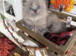 Goldfish - Ragdoll Kitten For Sale - FL&comma; US