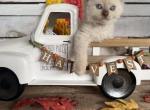 Trout - Ragdoll Cat For Sale - 