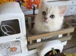Cloud - Persian Kitten For Sale - FL&comma; US