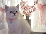 biscoff - Scottish Straight Kitten For Sale - ATL&comma; GA&comma; US