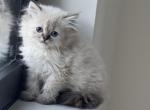 Male Mix Ragdoll & Persian - Persian Kitten For Sale - Auburn&comma; WA&comma; US