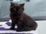 Exotic & Ragdoll female - Exotic Kitten For Sale - 