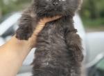 Exotic & Ragdoll female - Exotic Kitten For Adoption - Auburn&comma; WA&comma; US