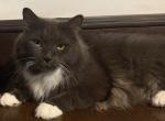 King - Ragdoll Cat For Sale - Ridgewood&comma; NY&comma; US