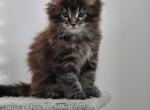 Sterling baby - Maine Coon Kitten For Sale - Gibsonville&comma; NC&comma; US