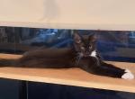 Black white - Maine Coon Kitten For Sale - 