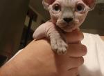 Linda - Bambino Kitten For Sale - NY&comma; US