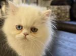 Milo - Persian Kitten For Sale - 