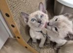 Five males and one female - Siamese Kitten For Sale - New London&comma; CT&comma; US