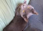 Zeppelin - Domestic Cat For Adoption - Lancaster&comma; PA&comma; US
