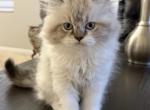 Simon - Persian Kitten For Sale - 