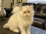 Cloe - Persian Kitten For Adoption - 