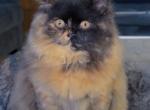 Lulu - Persian Kitten For Adoption - Dearborn&comma; MI&comma; US