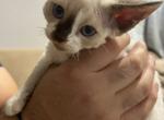 Jax - Devon Rex Kitten For Sale - Homer&comma; IL&comma; US