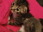 Dobbys babies - Munchkin Kitten For Sale - Cushing&comma; TX&comma; US