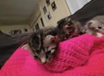Dobbys babies two - Scottish Fold Kitten For Sale - Cushing&comma; TX&comma; US