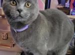 Dobbys babies one - British Shorthair Kitten For Sale - Cushing&comma; TX&comma; US