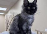 Celesta - Maine Coon Kitten For Sale - Grayslake&comma; IL&comma; US