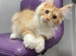 Nikita - Maine Coon Kitten For Sale - Grayslake&comma; IL&comma; US