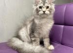 Markusha - Maine Coon Kitten For Sale - Grayslake&comma; IL&comma; US