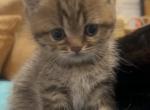 British Shorthair Kitten Male - British Shorthair Kitten For Sale - North Brunswick Township&comma; NJ&comma; US