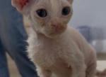 SNOW - Devon Rex Kitten For Sale - 